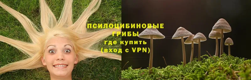 кракен зеркало  Донской  Псилоцибиновые грибы Magic Shrooms 